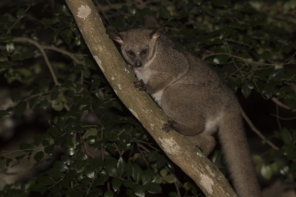 Brown greater galago