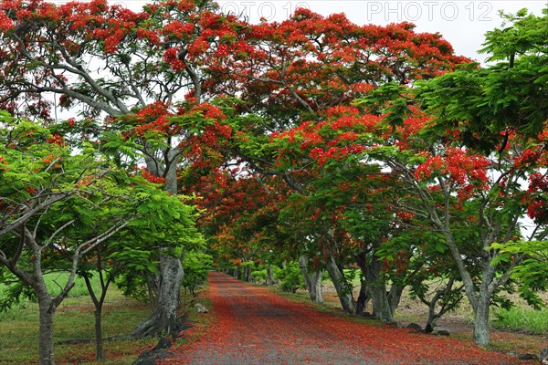 Avenue with Royal Poincianasn