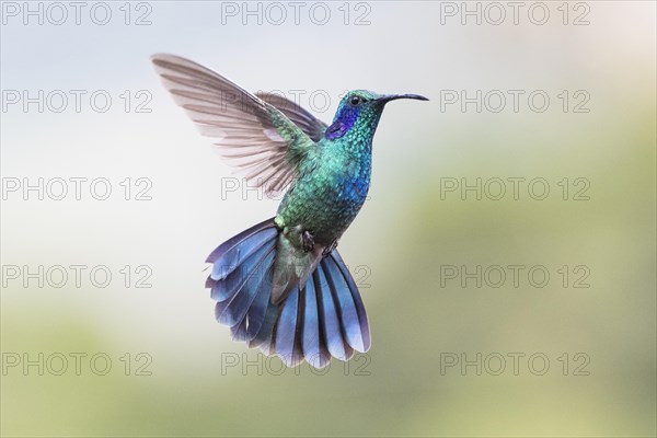 Violet-eared Hummingbird