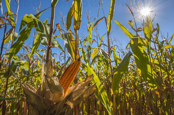 Cultivation of fodder maize