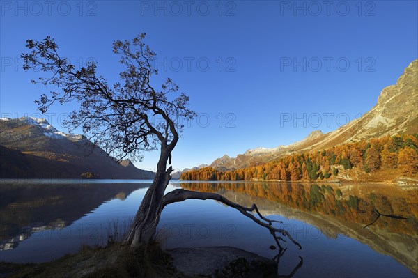 Larch forest