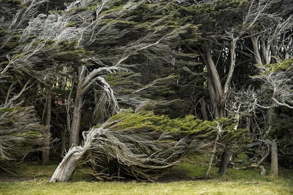 Trees shaped by the wind