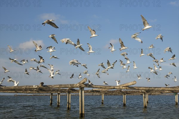 Yellow-legged Gulls