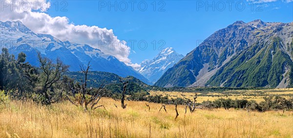 Golden grasslands with Mount Cook