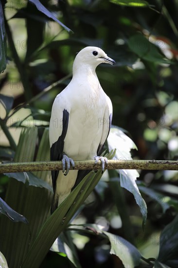 Pied Imperial Pigeon