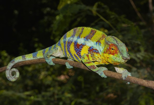 Panther chameleon