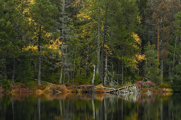 Trees reflected in lake