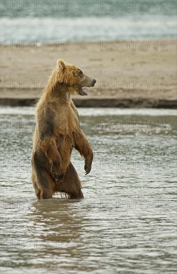 Brown bear