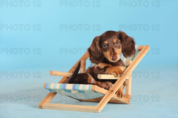 Long Haired Miniature Dachshund