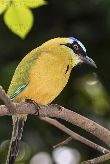 Blue-Crowned Motmot