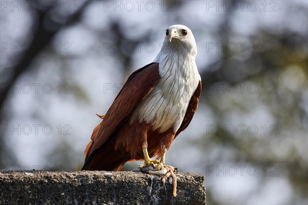 Brahminy Kite