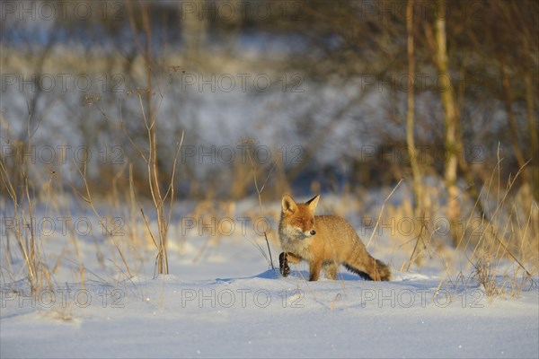 Red fox