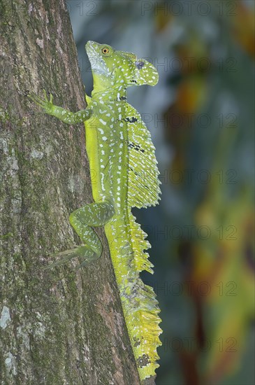 Green basilisk