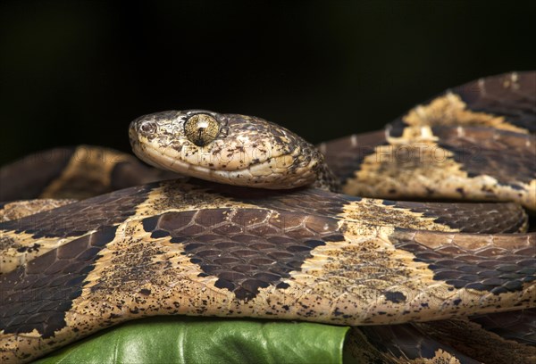 Cat-eyed snake