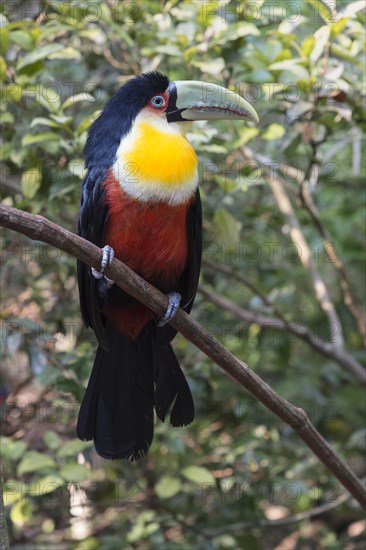 Red-breasted Toucan