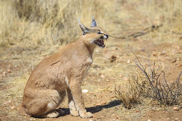 Caracal