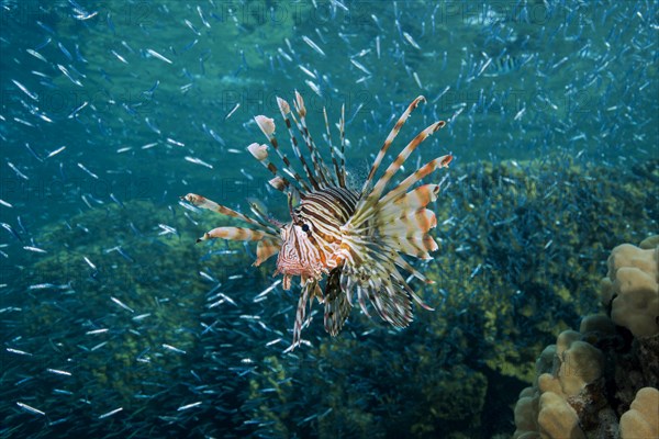 Red lionfish