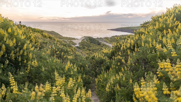Blooming yellow lupines