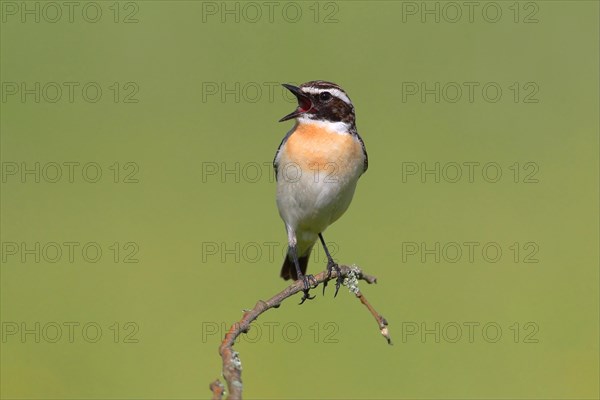 Whinchat