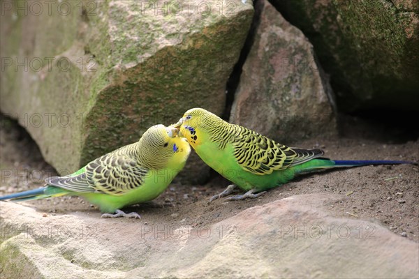 Budgies