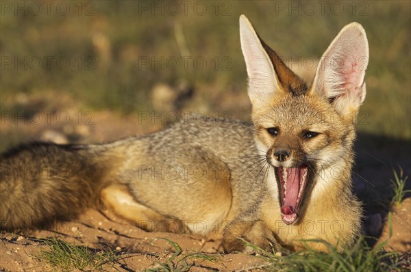 Cape Fox