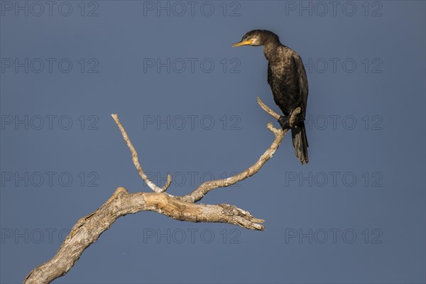 Olivaceous cormorant