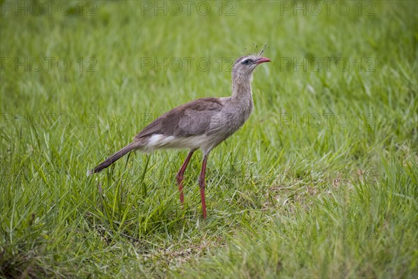 Red-legged seriema