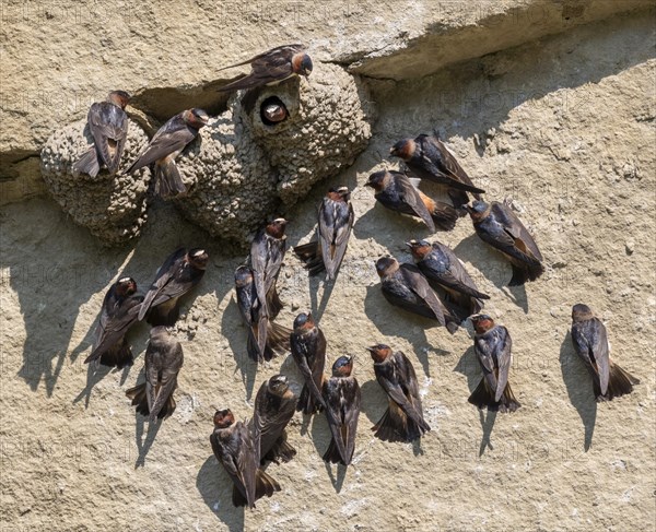 American cliff swallows