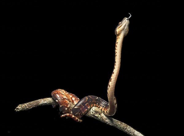 Malagasy Tree Boa