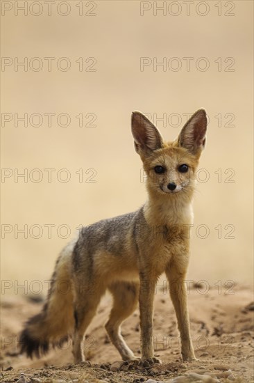 Cape Fox