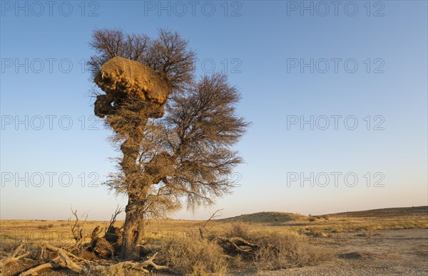 Huge communal nest of Sociable Weavers