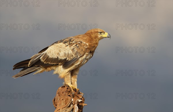 Tawny eagle