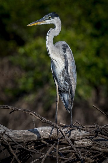 Cocoi heron