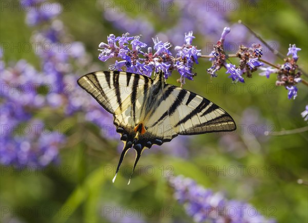 Scarce swallowtail