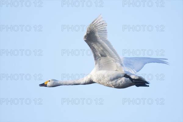 Bewick's swan