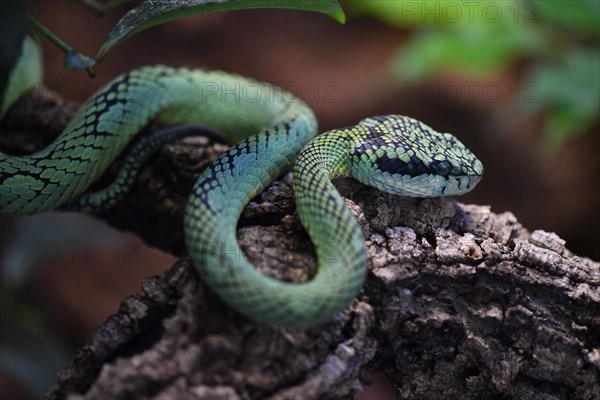 Sri Lankan green pit viper