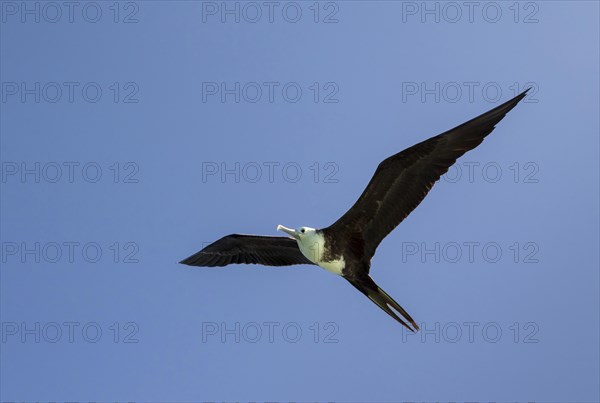 Magnificent frigatebird