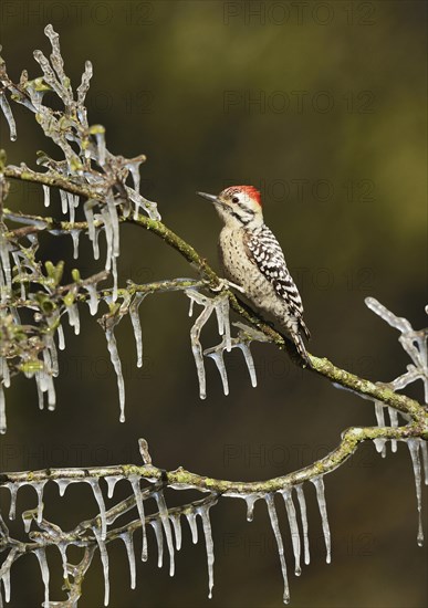 Ladder-backed Woodpecker