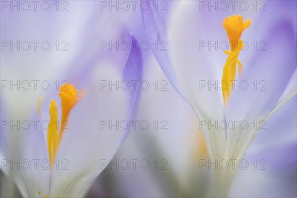 Woodland crocus