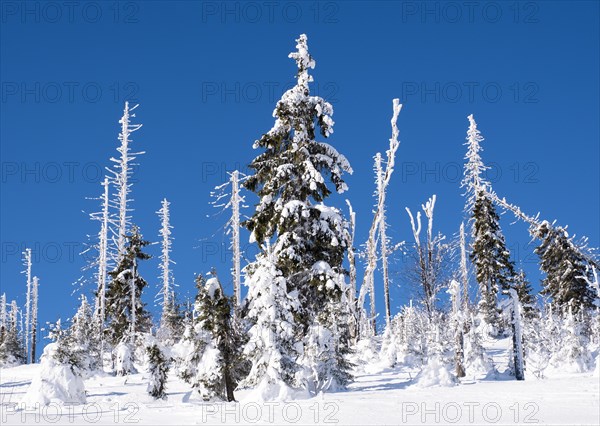 Forest regeneration