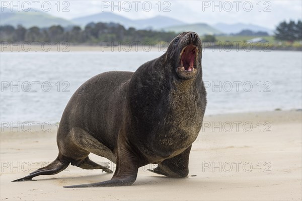 New Zealand sea lion