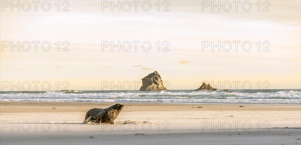 New Zealand sea lion
