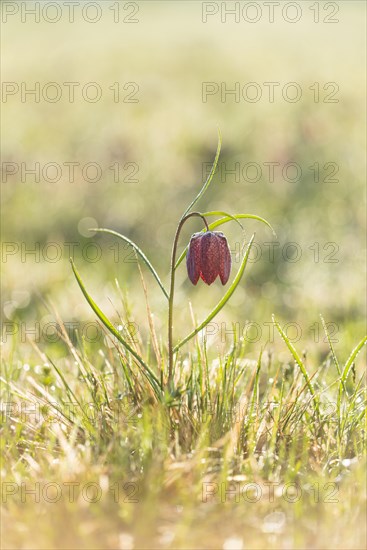 Snake's Head Fritillary