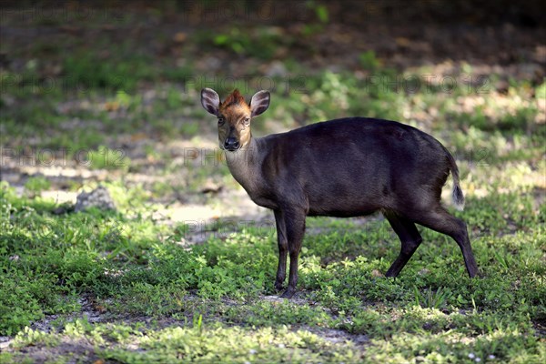 Black duiker