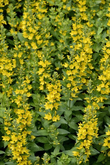 Spotted loosestrife