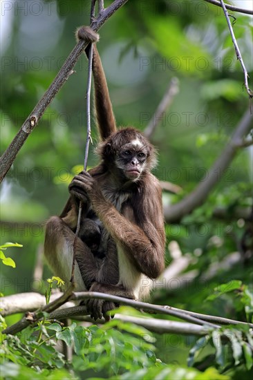 White-bellied spider monkey