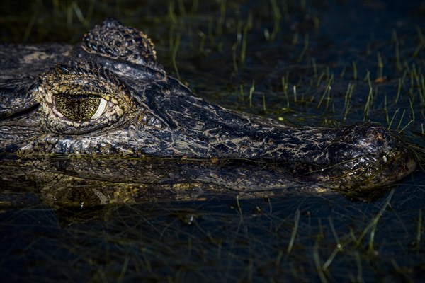 Yacare Caiman