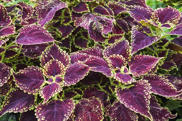 Close-up of burgundy and yellow-green Coleus