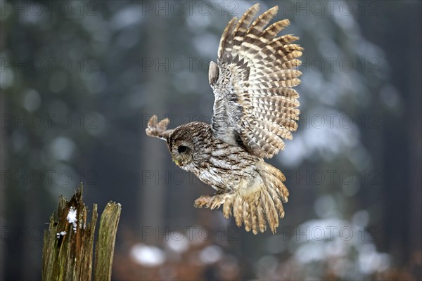 Tawny owl