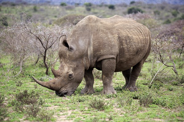 White rhinoceros